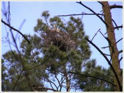 Rezerwat Czapliniec Koźliny 4.jpg
