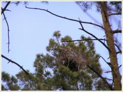 Rezerwat Czapliniec Koźliny 8.jpg