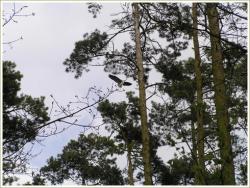 Rezerwat Czapliniec Koźliny 7.jpg