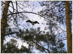 Rezerwat Czapliniec Koźliny 3.jpg