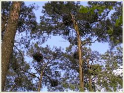 Rezerwat Czapliniec Koźliny 2.jpg