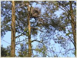 Rezerwat Czapliniec Koźliny 1.jpg