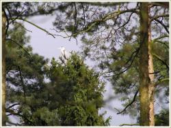 Rezerwat Czapliniec Koźliny 6.jpg